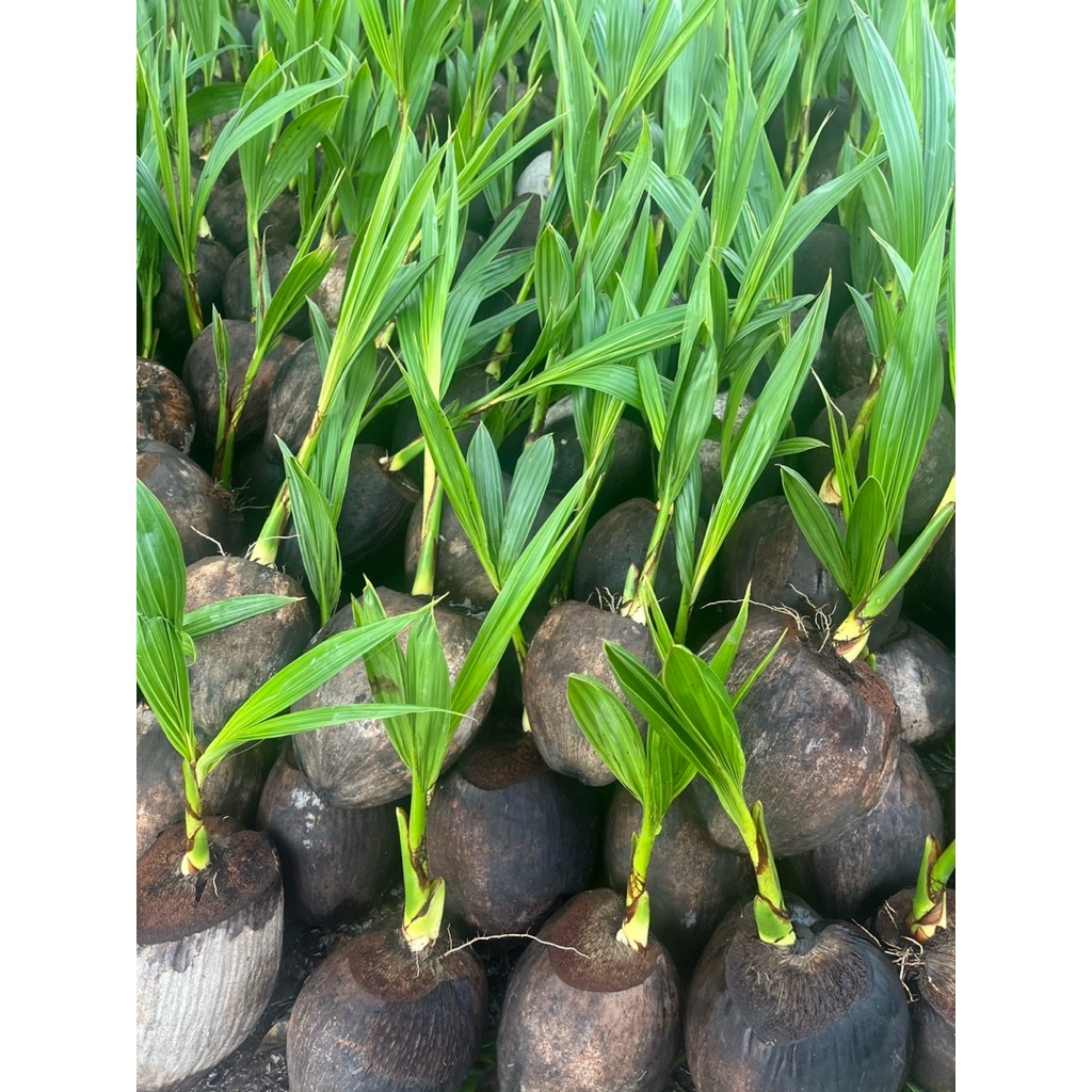 ( พร้อมส่ง ‼️ ) 🥥 ต้นมะพร้าวน้ำหอมพันธุ์เตี้ย 🌴 ลูกดก ผลใหญ่ น้ำเยอะ หอมหวานชื่นใจ! ลำต้นแข็งแรง พร้อมปลูก ต้นละ 179.- 💚 - รูปที่ 2