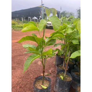 ( พร้อมส่ง ‼️ ) 🍈 ต้นกระท้อนอีล่ายักษ์ ผลใหญ่ เนื้อฟู หวานหอม 🌿 กิ่งตอนแท้ โตไว พร้อมปลูก ต้นละ 169.- 💚
