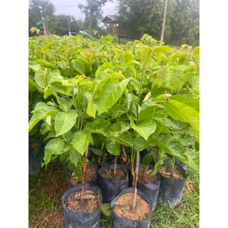 ( พร้อมส่ง ‼️ ) 🍈 ต้นกระท้อนอีล่ายักษ์ ผลใหญ่ เนื้อฟู หวานหอม 🌿 กิ่งตอนแท้ โตไว พร้อมปลูก ต้นละ 169.- 💚