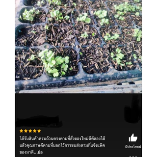 เมล็ดพันธุ์ ผักกาดขาวปลี 1,000 เมล็ด [ 10แถม2 ]คละได้ ]