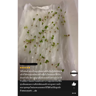 เมล็ดพันธุ์ ผักกาดขาวปลี 1,000 เมล็ด [ 10แถม2 ]คละได้ ]