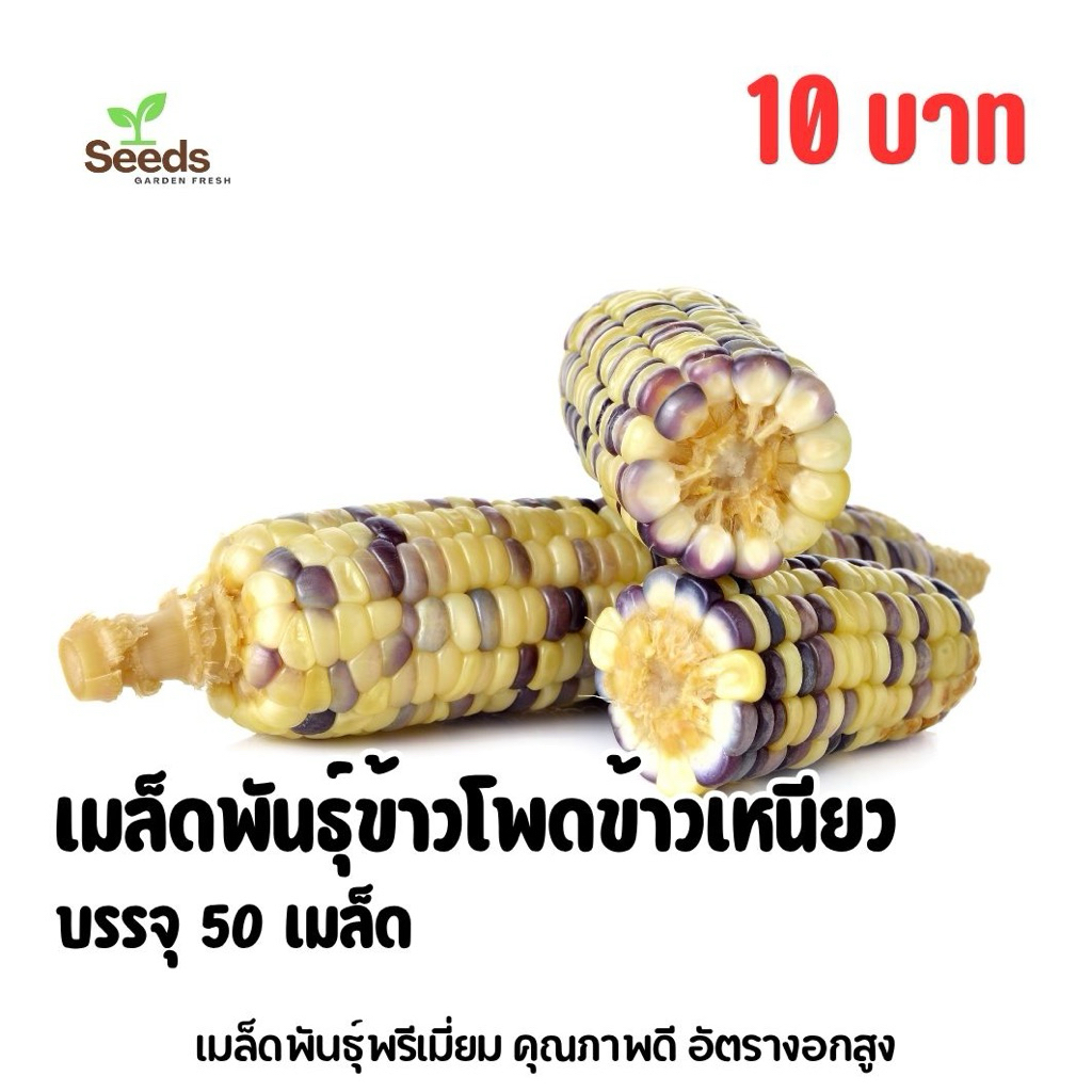 เมล็ดพันธุ์ข้าวโพดข้าวเหนียว บรรจุ 50 เมล็ด/ซอง