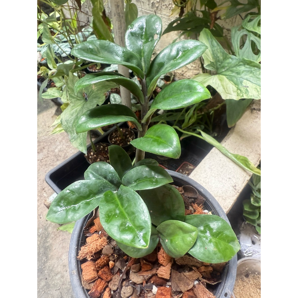 กวักมรกต​แคระ สายพันธ์​ฮอลแลนด์ จัดส่งพร้อมกระถา 6 นิ้ว​