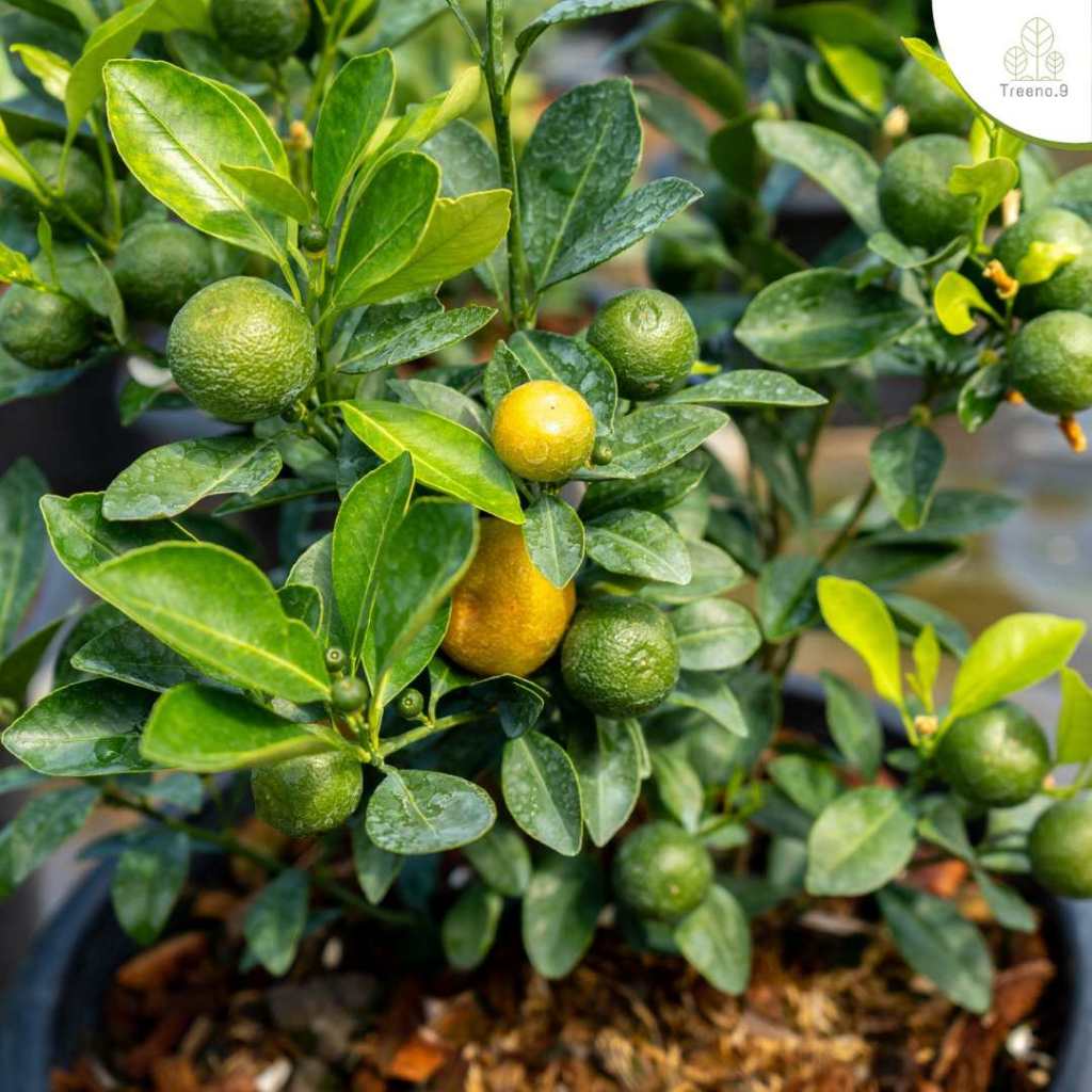 Treeno.9 T367 ส้มจี๊ด ไม้มงคล พร้อมผลส้ม (Kumquat) ล๊อตใหม่ กระถาง 11 นิ้ว / สูง 30-40 ซม. / ไม้ประดับ ไม้มงคล ผลไม้