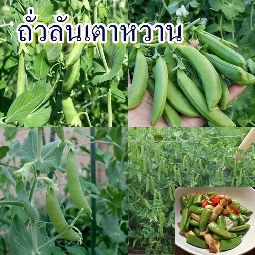 20 เมล็ด เมล็ดถั่วลันเตาหวาน (ปลูกง่าย รสชาติหวานกรอบอร่อย ต้นสูง 200 ซม. ดอกสีขาว เมล็ด 6-8 เมล็ดต่อฝัก เส้นใยน้อย)