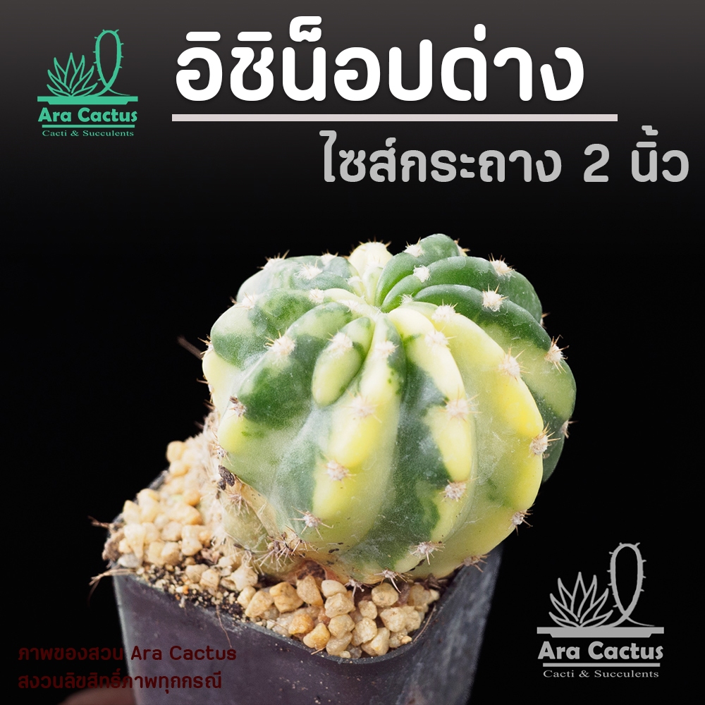 สวนขายเอง! อิชิน็อปคัดด่างสวยๆ  Echinopsis subdenuata ไซส์ล้นๆกระถาง 2 นิ้ว แคคตัส กระบองเพชรสวยๆ ไม้ประดับ แคนตัสสวยๆ