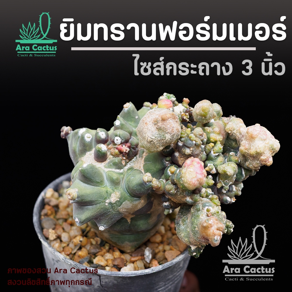 สวนขายเอง! ยิมโนทรานฟอร์มเมอร์ Gymnocalycium ไซส์กระถาง 3 นิ้ว แคคตัส กระบองเพชร ต้นไม้ประดับ อวบน้ำ  แคนตัส ตะบองเพช