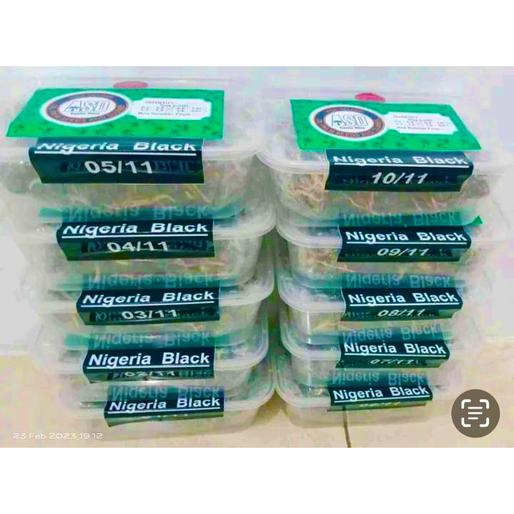 เมล็ดพันธุ์ปาล์มสายพันธุ์ Nigeria Black นำเข้า(รับประกันทุกเมล็ด)มีใบรับรองสายพันธุ์(คัดเมล็ดสวยทุกหน่อ)