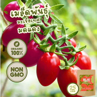 เมล็ดพันธุ์ มะเขือเทศ 100%ออร์แกนิค Non-GMO เกรดพรีเมี่ยม (Organic Tomato Seeds) [ซื้อ 5 แถม 1!]