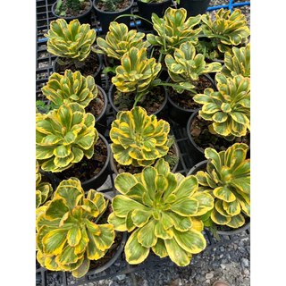 นาคราชทองอำพันด่างเหลือง ต้นมังกรทอง นาคราชทองคำ ต้นไม้มงคล Euphorbia Poissonii Variegata