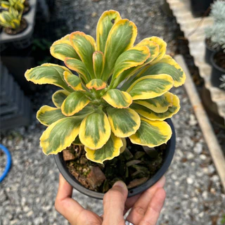 นาคราชทองอำพันด่างเหลือง ต้นมังกรทอง นาคราชทองคำ ต้นไม้มงคล Euphorbia Poissonii Variegata