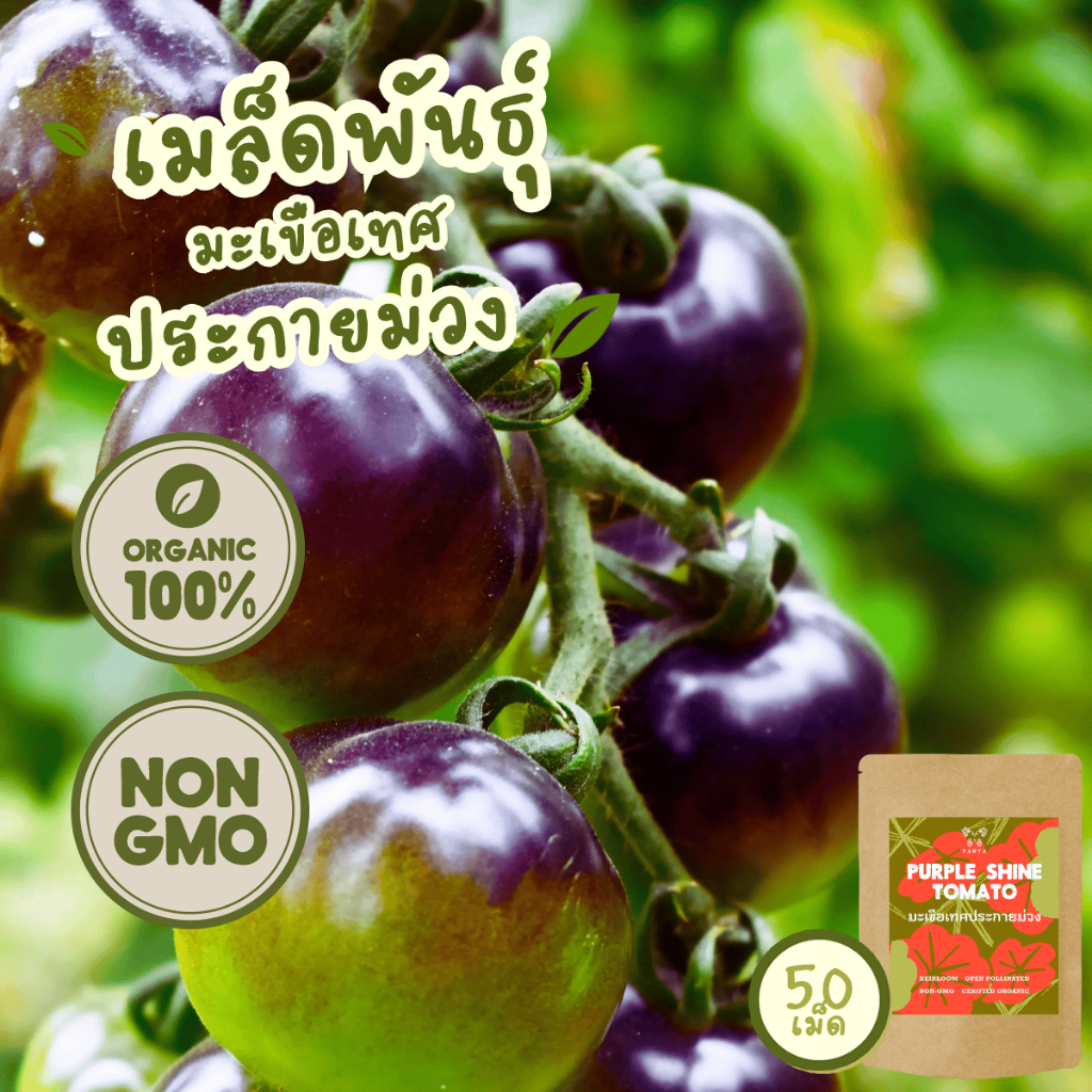 เมล็ดพันธุ์ มะเขือเทศ ประกายม่วง 100% ออร์แกนิค Non-GMO เกรดพรีเมี่ยม (Organic Purple Shine Tomato Seeds) บรรจุ 50 เมล็ด