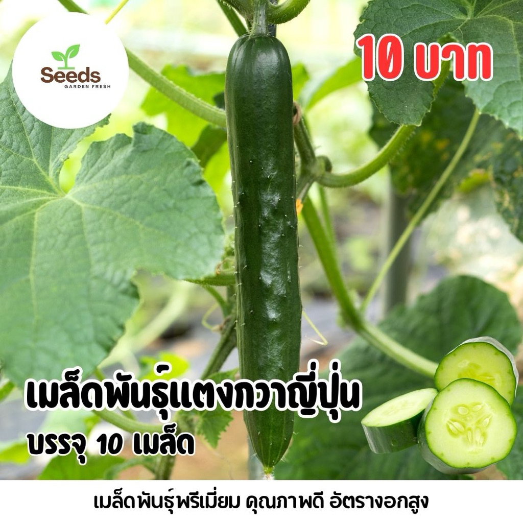 เมล็ดพันธุ์แตงกวาญี่ปุ่น บรรจุ 10 เมล็ด/ซอง