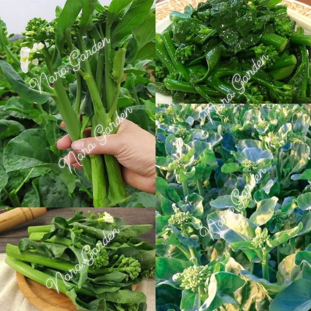 เมล็ดพันธุ์คะน้าดอกฮ่องกง  บรรจุ500เมล็ด