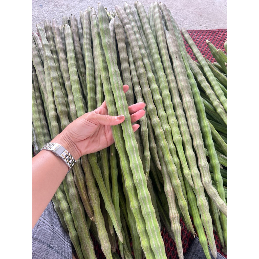 ผักปลอดสาร มะรุมสด มะรุมฝักใหญ่ 5-7 ฝัก/1กิโล