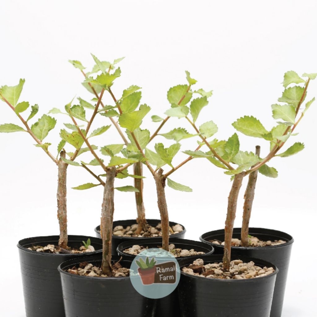 ไม้ยางหอมอินเดีย​ Commiphora​ wightii​ ไม้ทนเเล้ง​ ไม้อวบน้ำ​ ไม้หายาก