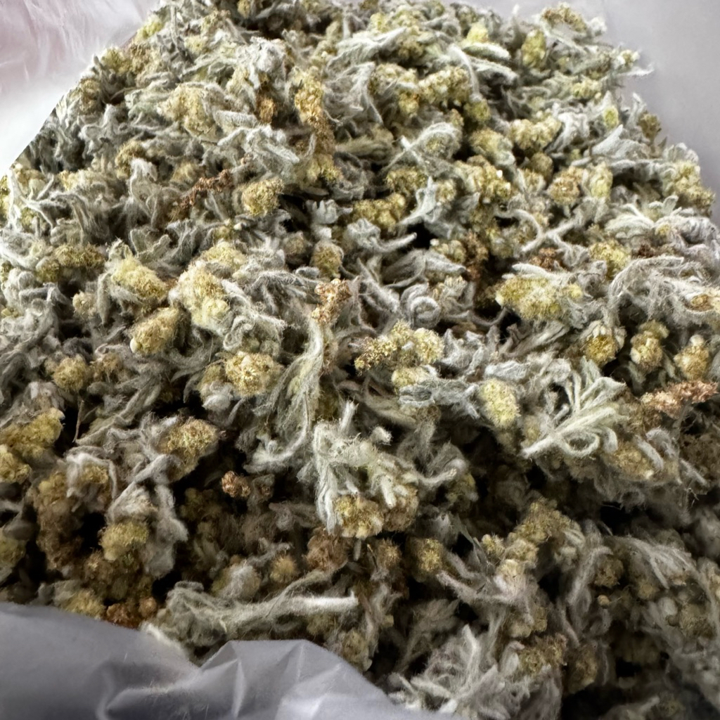 หญ้านางนวล หญ้าชิวคัก หญ้าทำขนมเทียน ขนมเข่ง ขนาด 500 กรัม พร้อมส่ง