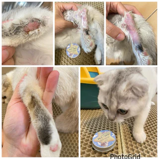 Starpetpet เชื้อรา ยีสต์ หมาและแมว ลดคัน เกา ผื่นตุ่มแดง
