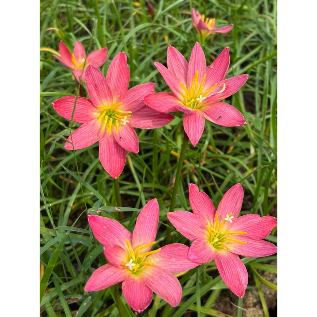 Z.Pink NKเป็นบัวดินดอกใหญ่ดอกบ่อยแตกกอดีชุดละ5หัว50บาท
