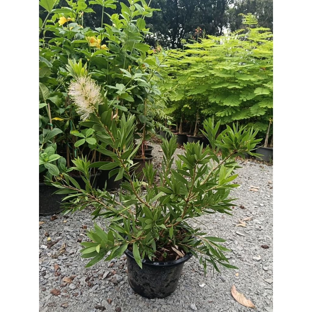 แปรงล้างขวดแคระขาว กระถาง 11 นิ้ว ต้นสวยและแข็งแรง (กทม)