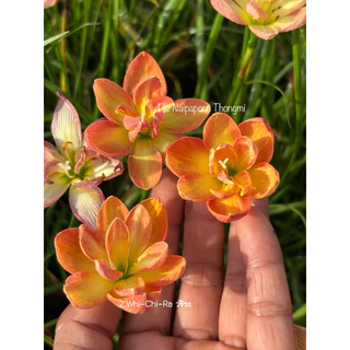 บัวดินสีเหลืองส้ม ดอกซ้อน ชื่อ Z.Wa-Chi-Ra,วชิระ 5หัว95บาท