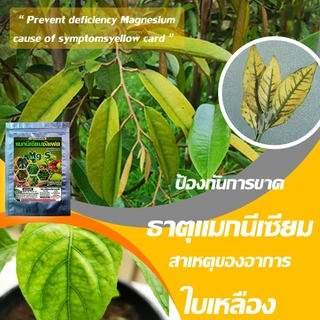 แมกนีเซียม ซัลเฟต ขนาด 1 Kg : ใบเขียว เข้ม ใหญ่ ดำ สร้างคลอโรฟิลล์ สังเคราะห์อาหารได้มากขึ้น