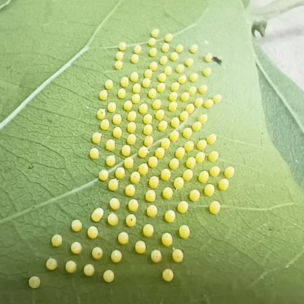 ชุดเลี้ยงหนอนผีเสื้อ 🦋 ชุดไข่ 1รัง ผีเสื้อกะทกรกธรรมดา 100+ฟอง✨ ฟรีอาหารถุงใหญ่ 😊พร้อมส่งด่วน !