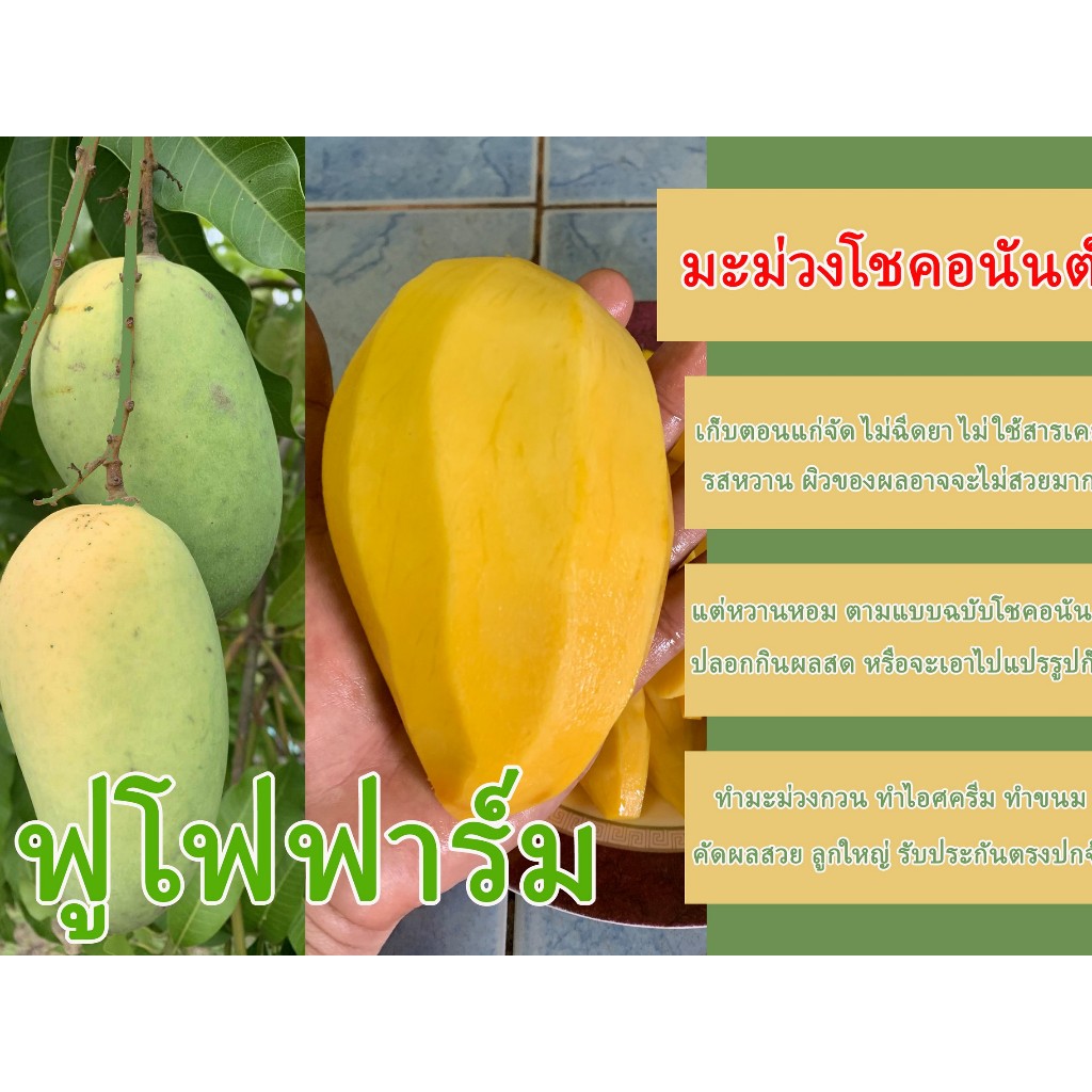 มะม่วงโชคอนันต์ มะม่วงสามฤดู มะม่วงแก่จัด หวาน หอม มาก ๆ