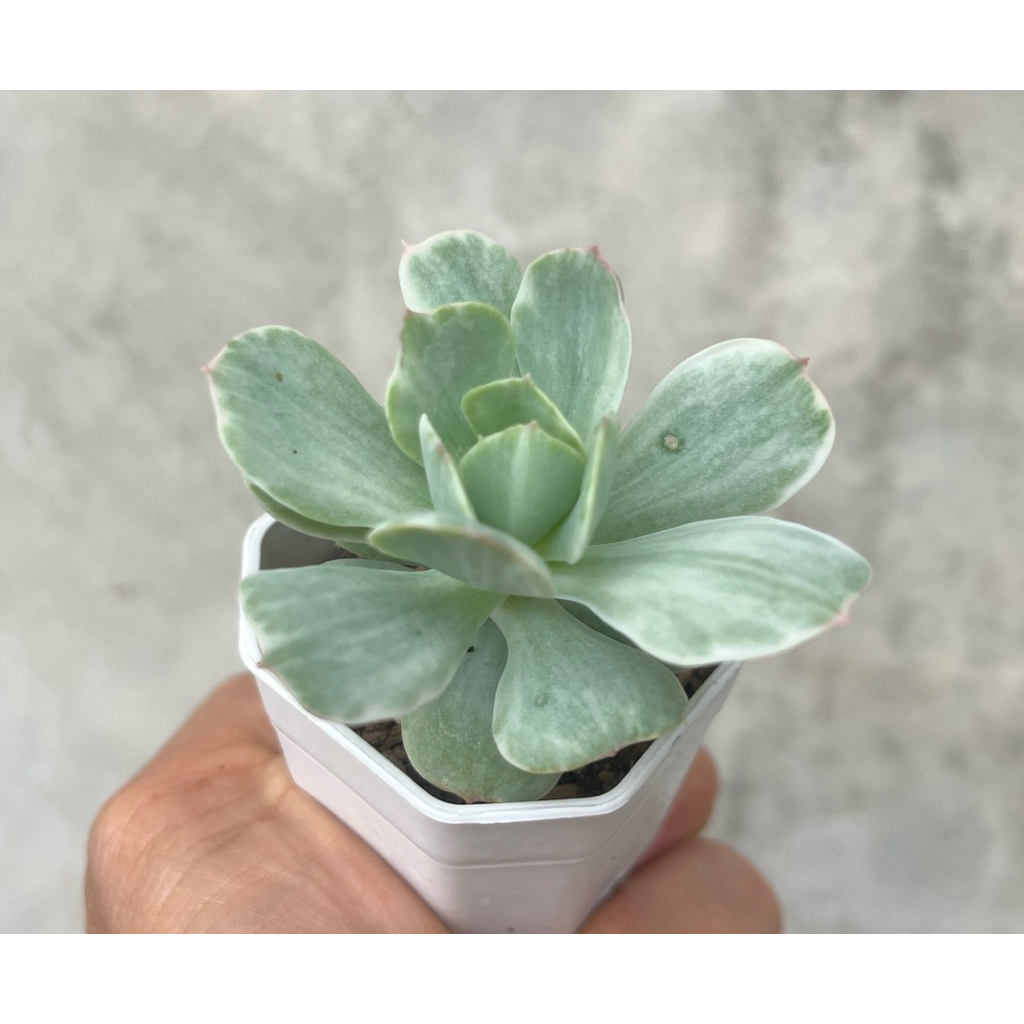 Echeveria ‘Peach Pride’ variegated กุหลาบหิน ไม้อวบน้ำ ขนาด 2 นิ้ว