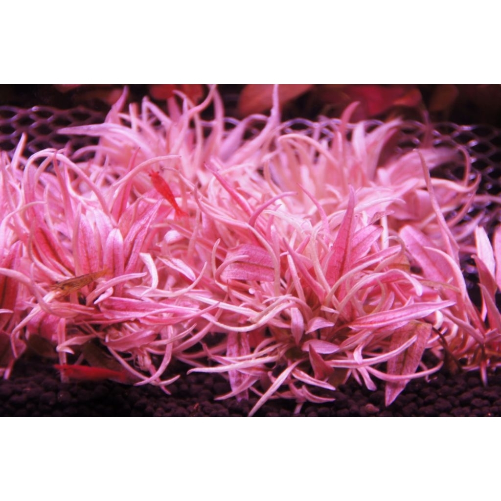 คลิปฟลามิงโก วาบิ (Cryptocoryne sp.