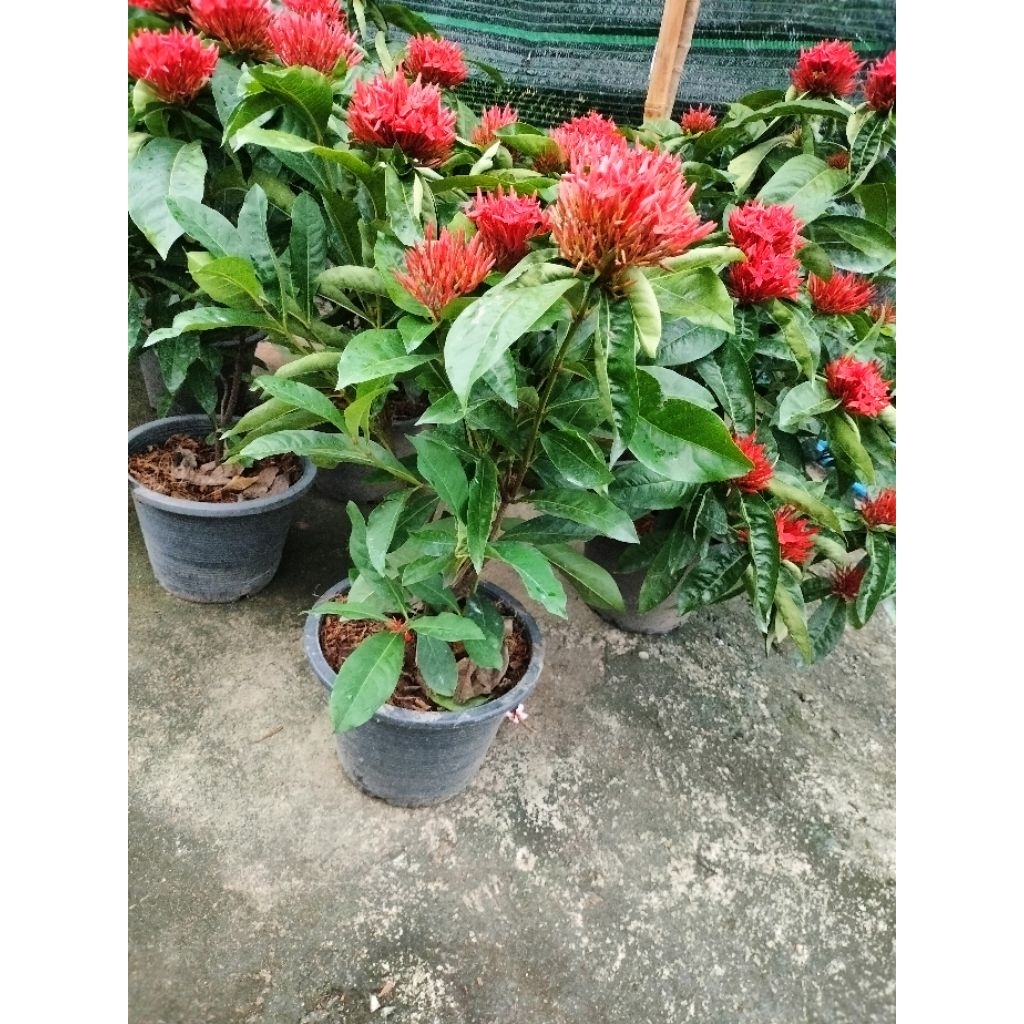 ต้นเข็มแดงเศษฐี ดอกใหญ่ (West Indian Jasmine) มีชื่อวิทยาศาสตร์ว่า Ixora chinensis Lamk., Ixora spp