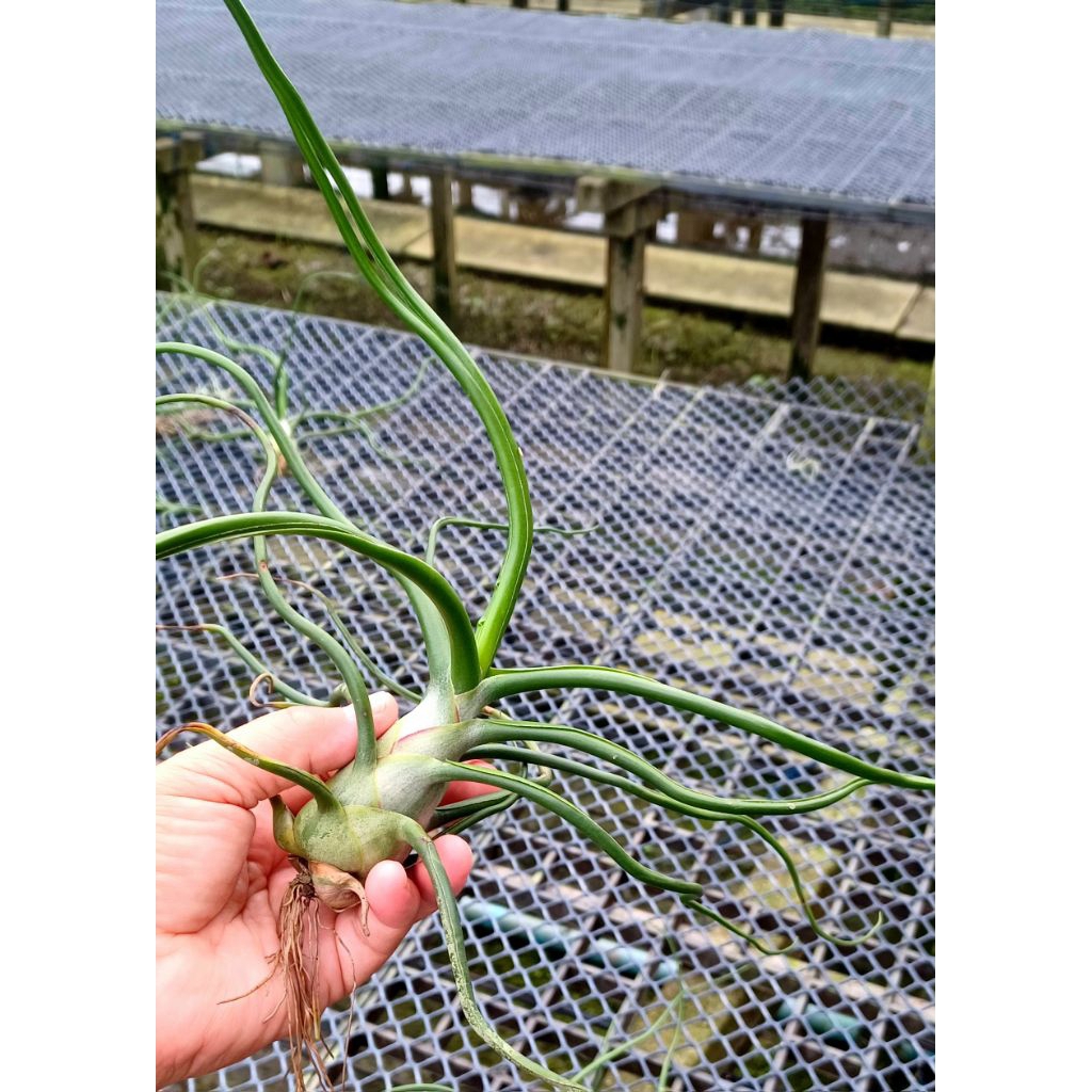 Tillandsia bulbosa giant airplants