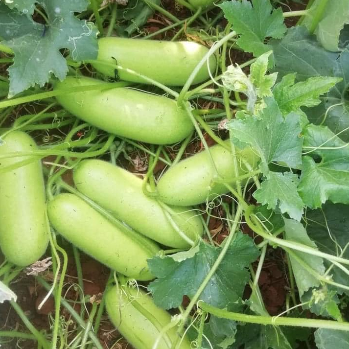 เมล็ดพันธุ์ เมล็ดเเฟง 20-40 เมล็ด ปลูกง่าย โตไว ผลดก เนื้อแน่น รสหวาน คุณภาพดี อัตรางอกสูง[10 เเถม 1คละได้ ]