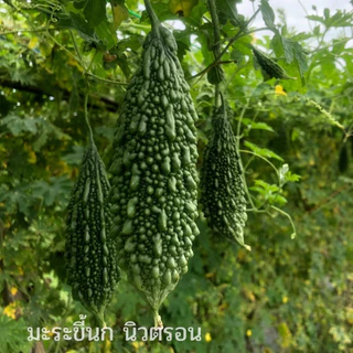 เมล็ดมะระขี้นก นิวตรอน F1 ตราตะวันต้นกล้า ขนาด20และ50กรัม เมล็ดพันธุ์มะระขี้นก เมล็ดพันธุ์ผัก