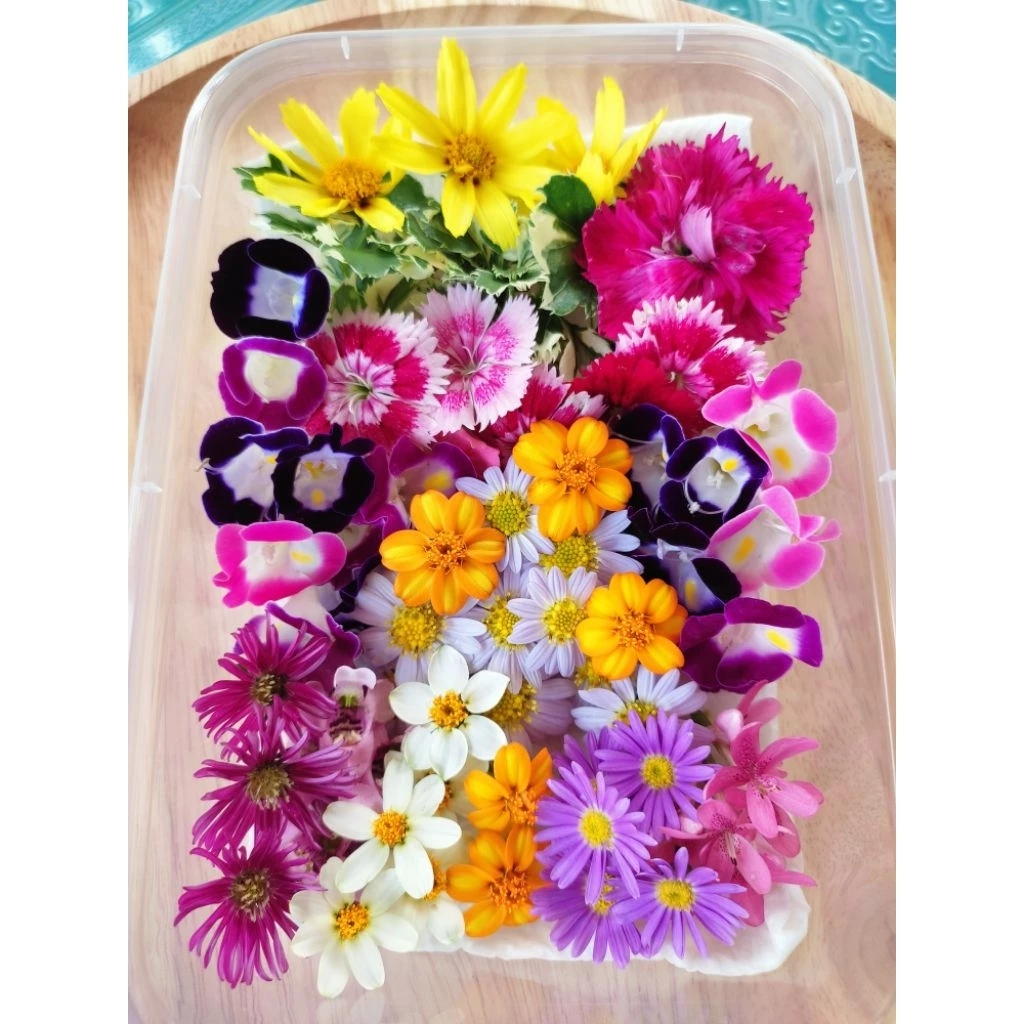 ดอกมากาเร็ตบอเนียว ดอกผีเสื้อ เดซี่ ดอกไม้กินได้ Edible flowers กล่องละ 50-100 ดอก (ส่งด่วนInstantDelivery)ทุกวัน