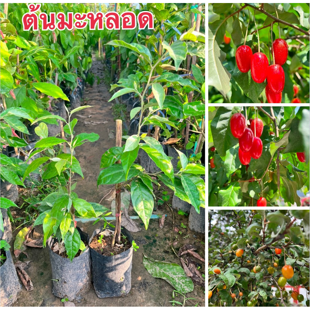 ต้นมะหลอดเเดง ถุงใหญ่ต้นสูง50เซนต้นพร้อมปลูก