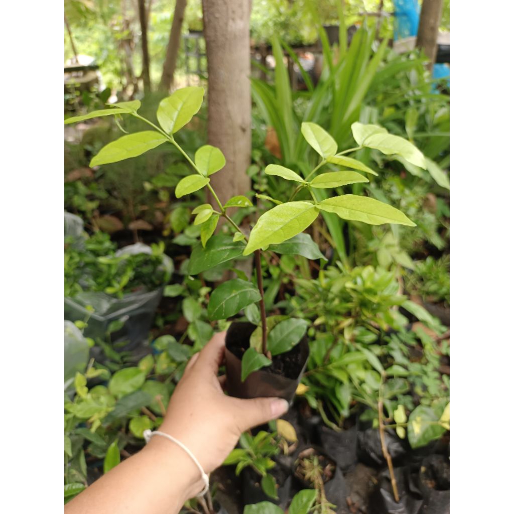 🌿 ต้นกล้าโมกพวง ถุง 2 นิ้ว 🌿
ไม้ประดับยอดนิยม เหมาะสำหรับปลูกเป็นแนวรั้วหรือจัดสวน

