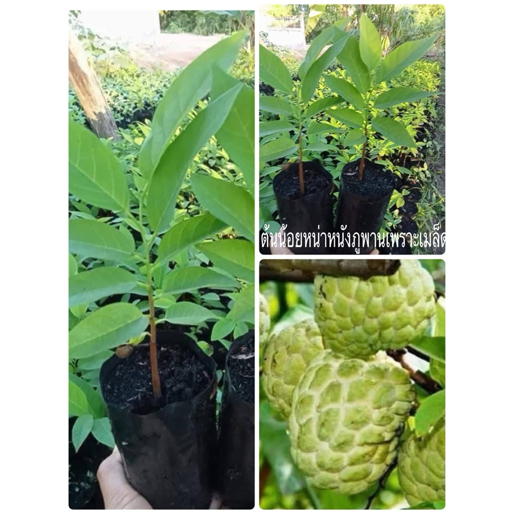 🌿ต้นน้อยหน่าหนังภูพานเพราะเมล็ด🌿ต้นสูงประมาณ 30 เซนติเมตรพร้อมปลูก