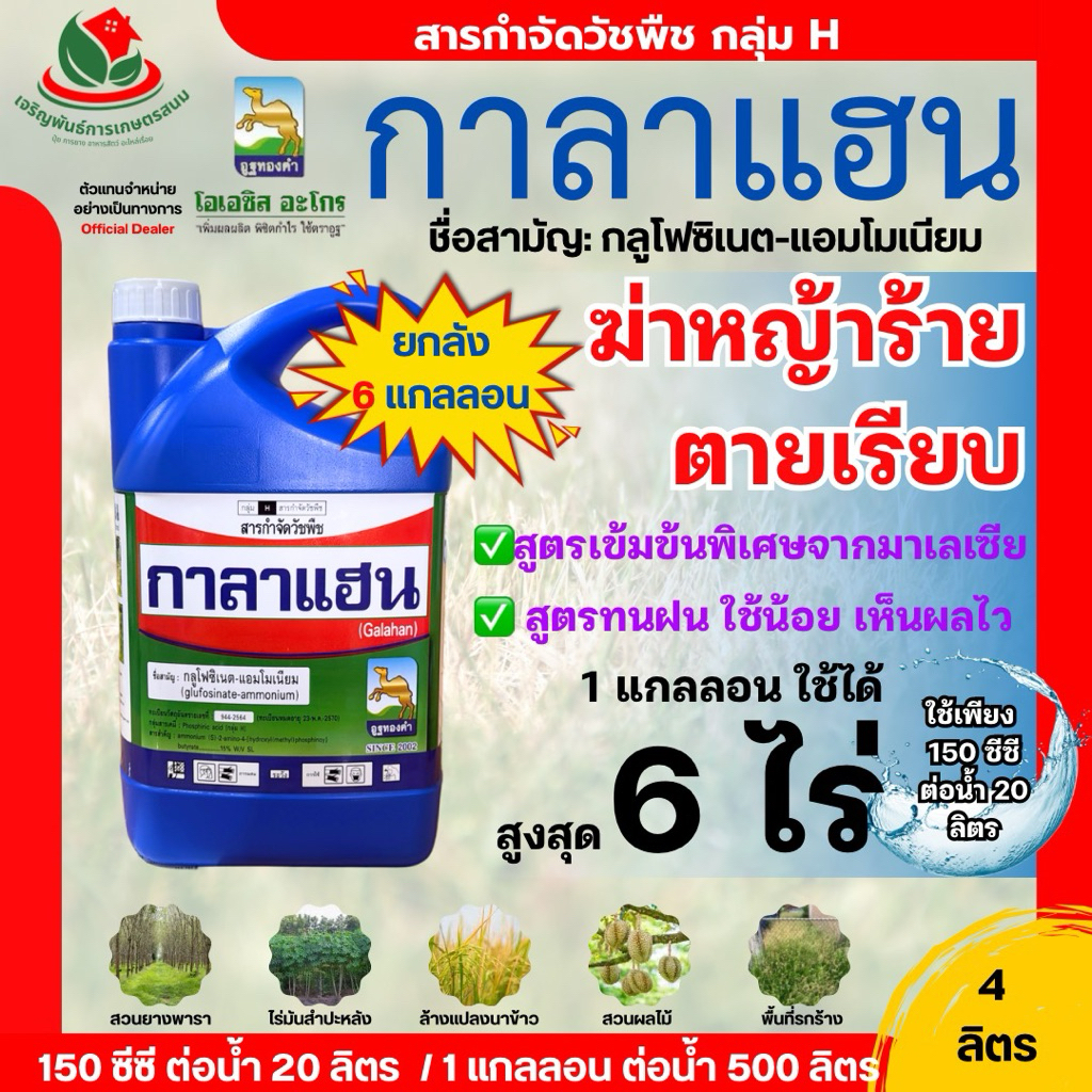 ยกลัง 6 แกลลอน * กาลาแฮน 4 ลิตร ตราอูฐทองคำ กลูโฟซิเนต เกรดพรีเมียมจากประเทศมาเซีย ทนฝน ใช้น้อย ปราบหญ้าดื้อยสได้ดีมาก