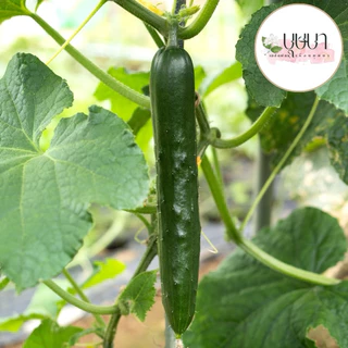 เมล็ดพันธุ์แตงกวาญี่ปุ่น 39บาท 50เมล็ด