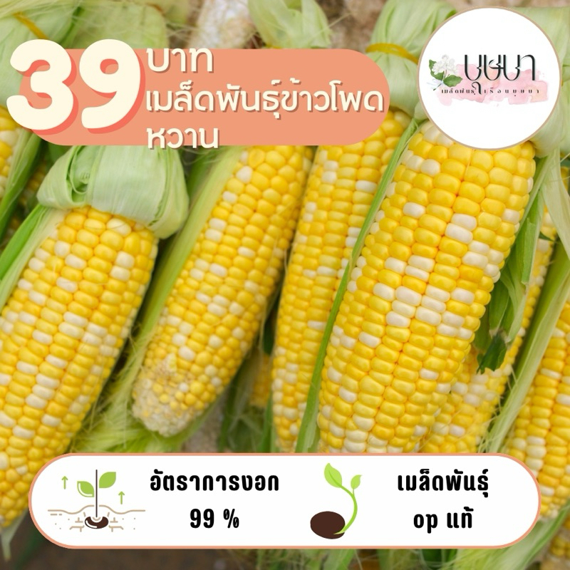 เมล็ดพันธุ์ข้าวโพดเหลืองหวาน 39บาท 150เมล็ด