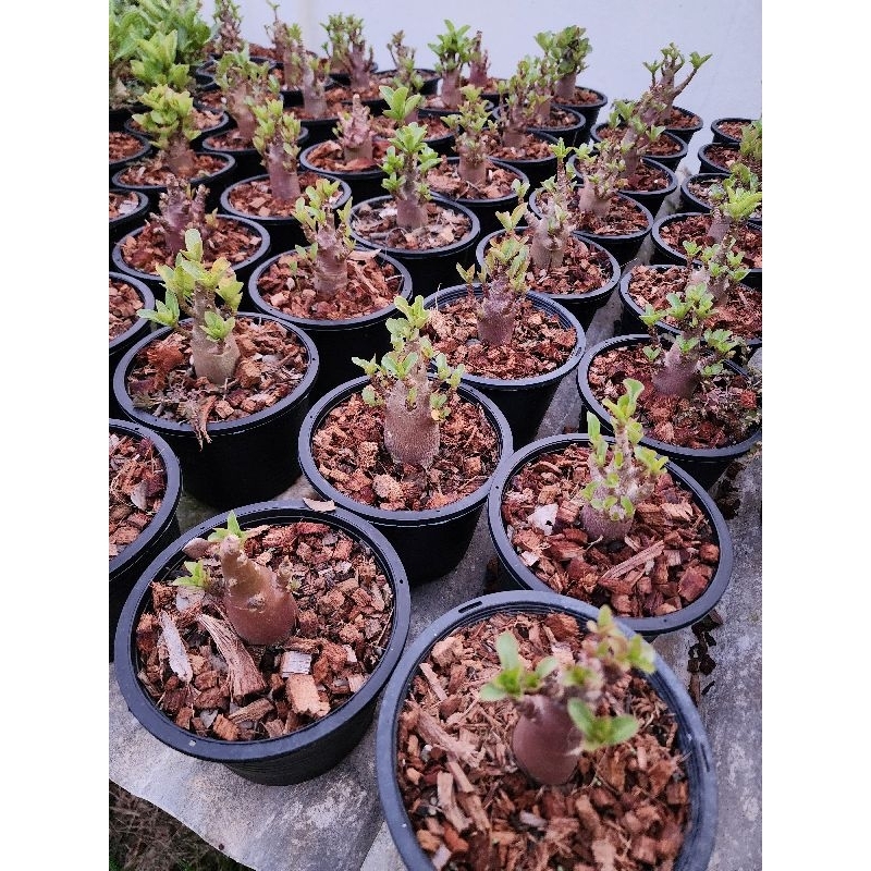 ต้นชวนชมพันธุ์ DDC+กาละแมร์ สายพันธุ์อราบิคั่ม (Arabicum) ดอกสีชมพู - รูปที่ 3