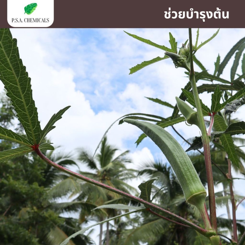 น้ำหมักปลาทะเลเข้มข้น จุลินทรีย์ (ปลา) หมักมานานเกิน 1 ปี กลิ่นไม่เหม็นฉุน ช่วยบำรุงต้น ลูกดก โตไว - รูปที่ 3