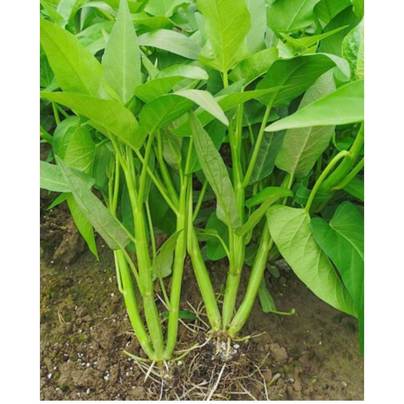 เมล็ดผักบุ้งแก้ว(พันธุ์แตกกอ)10 กรัม