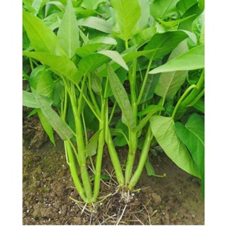 เมล็ดผักบุ้งแก้ว(พันธุ์แตกกอ)10 กรัม