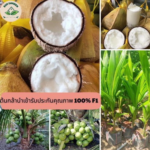 ต้นมะพร้าวกะทิแคระมาเลเซีย ต้นสูง 50-70 ซม. เนื้อมะพร้าวกะทิมีรสหวานมันมัน เนื้อมะพร้าวนุ่มฟู