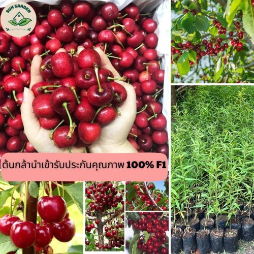 ต้นเชอร์รี่อเมริกันกิ่งตอน สูง 60-80ม. ให้ผลผลิตสูง เหมาะกับทุกสภาพอากาศในประเทศไทย ผลไม้รสหวานฉ่ำ