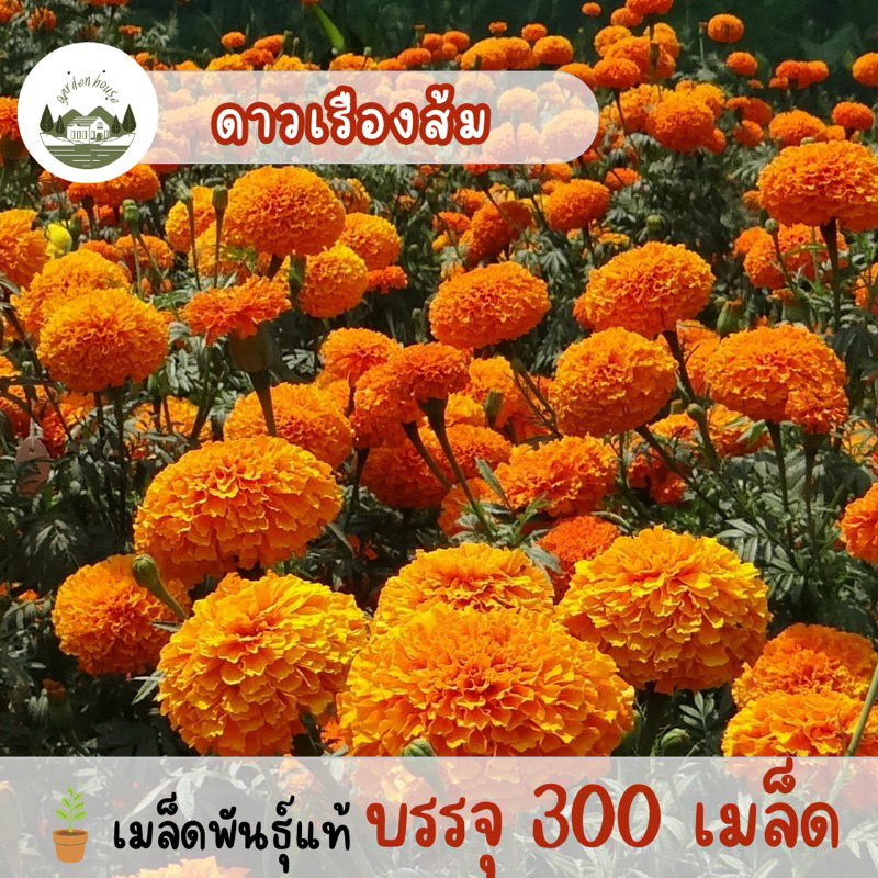 ดาวเรืองส้ม 300เมล็ด