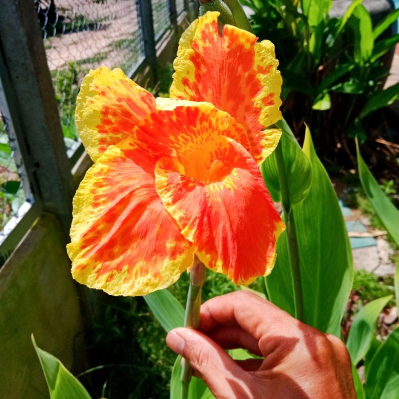 🔥(3หน่อ=19฿)คุ้มสุดๆ‼️🙏พุทธรักษา🌈(สีส้มเหลืองสดใส)🌺ไม้แดด💯ทำรั้ว💯🏡