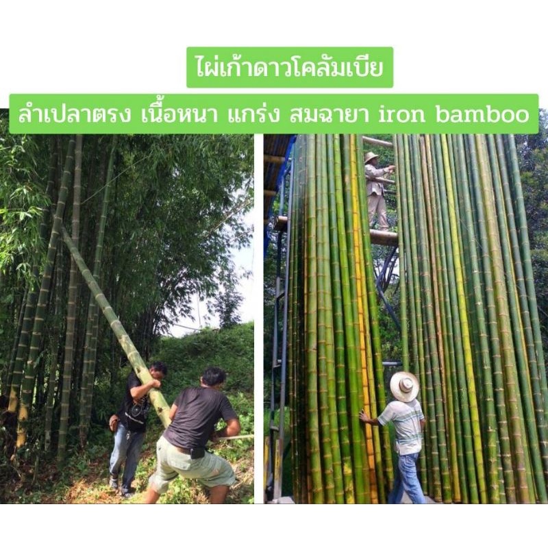 ไผ่เก้าดาวโคลัมเบีย ไผ่เก้าดาว ไผ่ใช้ลำ ไผ่สวยงาม เเข็งเเรง แพ็คคู่ 2 ต้น 350 ฿